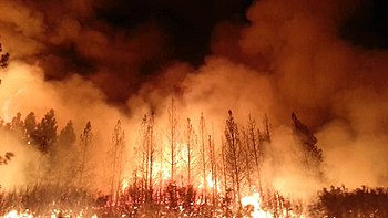 Rim Fire in Stanislaus National Forest