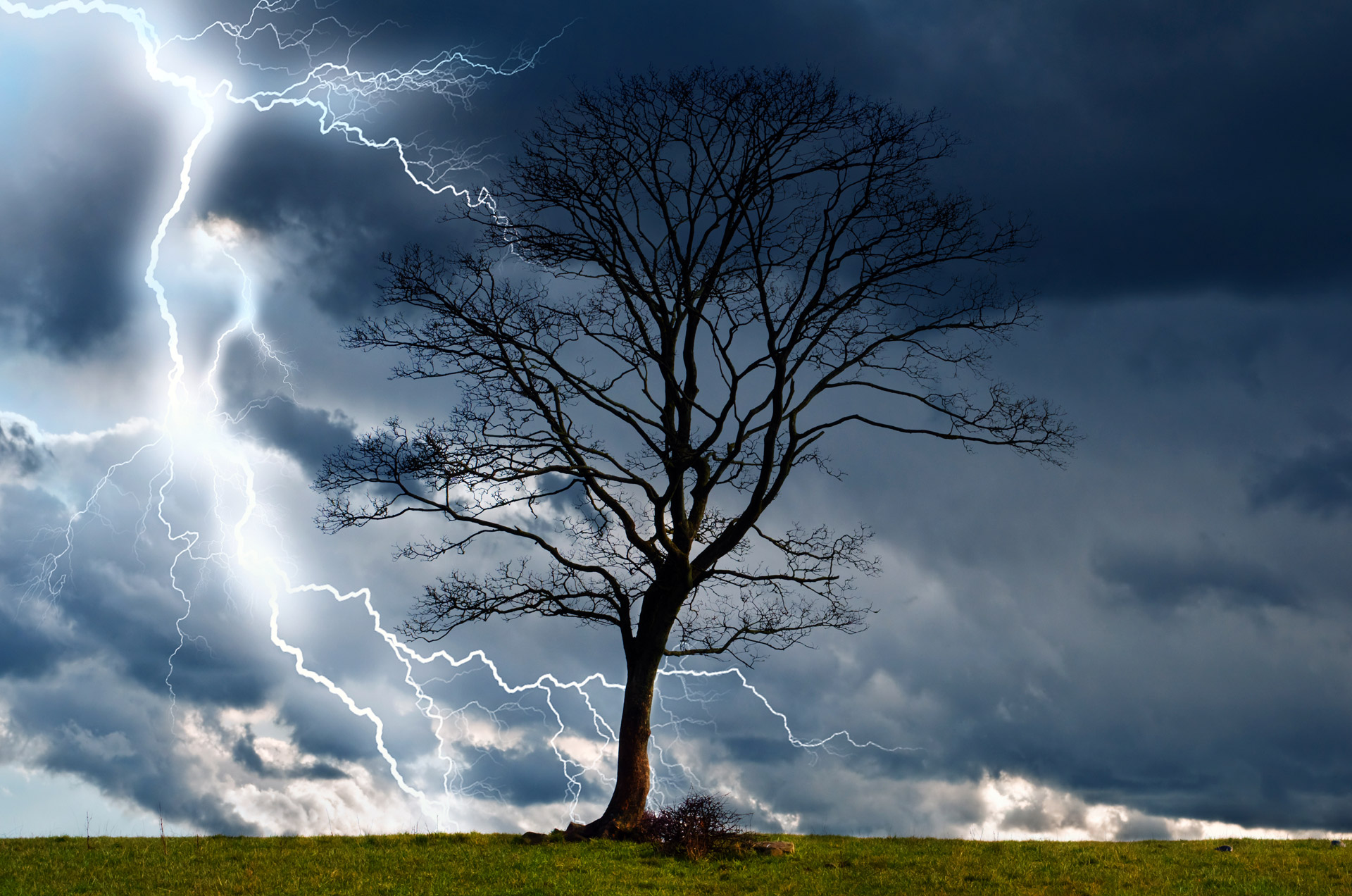 Tree and Storm